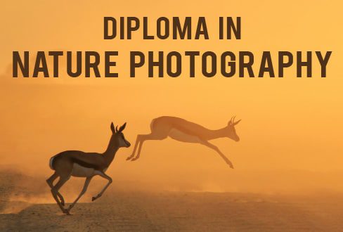 Diploma in Nature Photography - Nature Photography, Online Photography Courses, Photography Diploma, Wildlife Photography, Landscape Photography