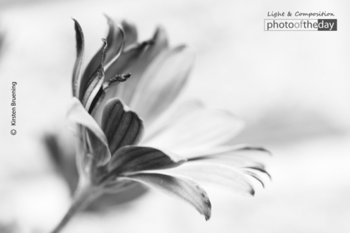 A Form of Life by Moslem Azimi - Minimalist Photography, Award Winning Photography, Photo of the Day, Moslem Azimi, Art Photography