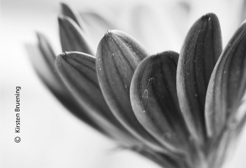 It's Just an Illusion by Kirsten Bruening - Close-up Photography, Award Winning Photography, Art Photography, Photo of the Day, Photography Awards