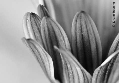 The Magic of Black and White by Kirsten Bruening - Black and white photography, Close-up photography, Monochrome photography, Art photography, Photography awards
