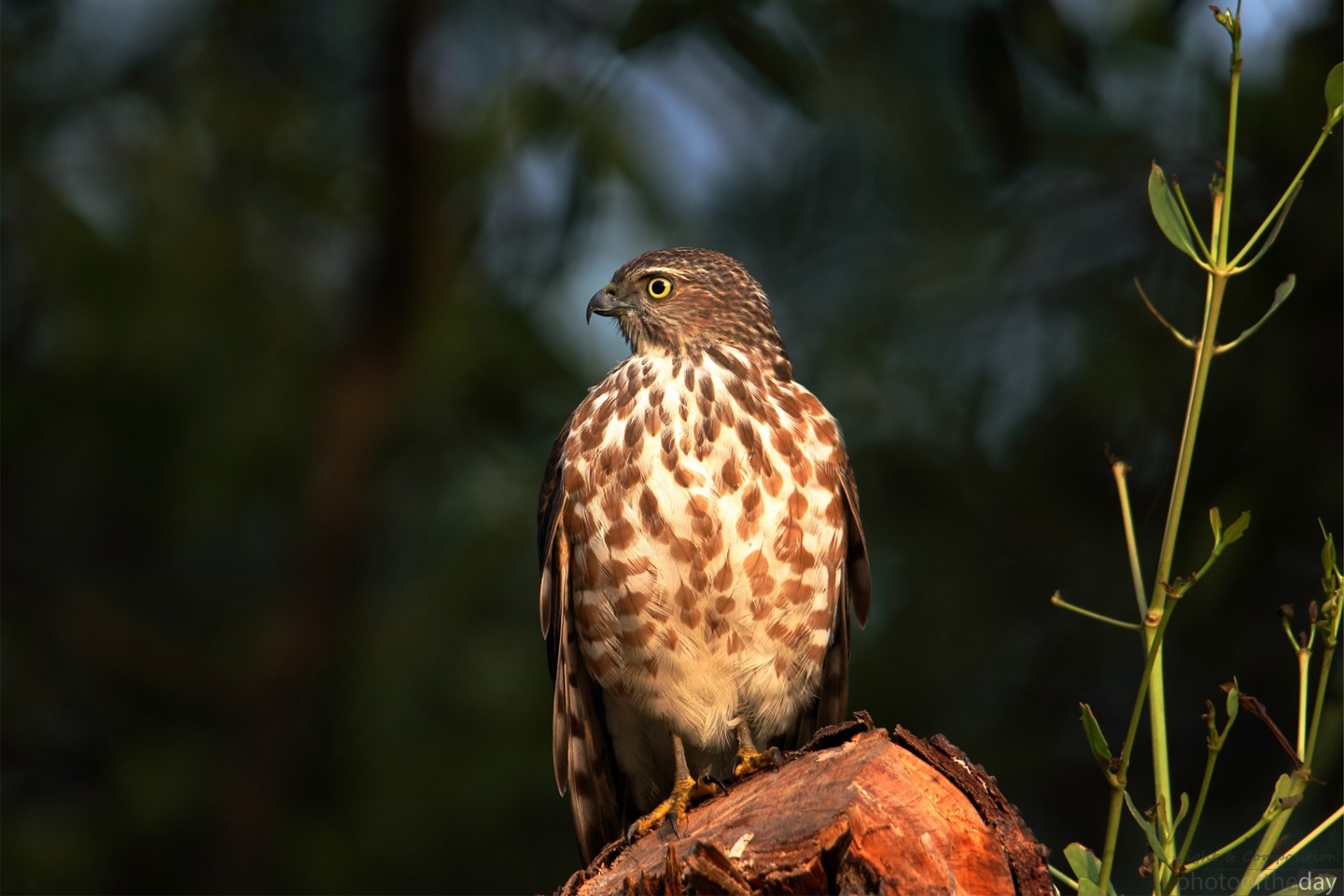 Wildlife Photography, Photo of the Day, Nature Photography, Bird Photography, Besra - Besra's Timeless Perch by Saniar Rahman Rahul Besra's Timeless Perch by Saniar Rahman Rahul - Wildlife Photography, Photo of the Day, Nature Photography, Bird Photography, Besra