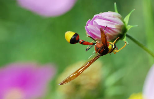 A Majestic Hornet Perched by Shahnaz Parvin - Nature Photography, Wildlife Photography, Macro Photography, Photo of the Day, Light & Composition University
