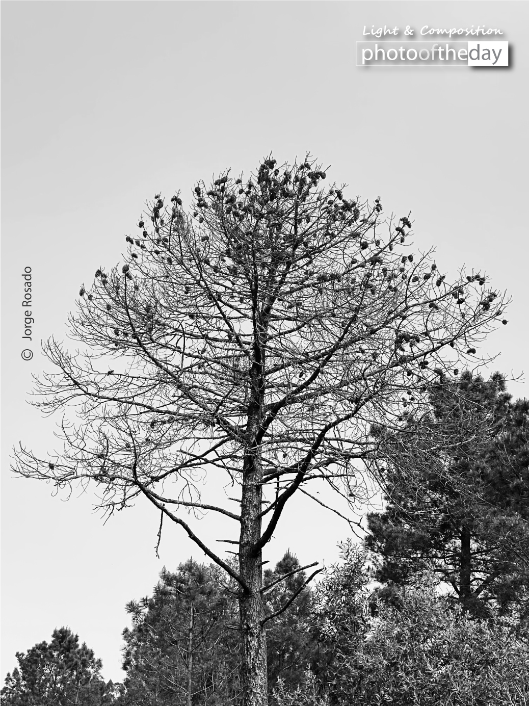 Alone among Others by Jorge Rosado - Nature Photography, Art Photography, Photojournalism, Photography Awards, Photo of the Day