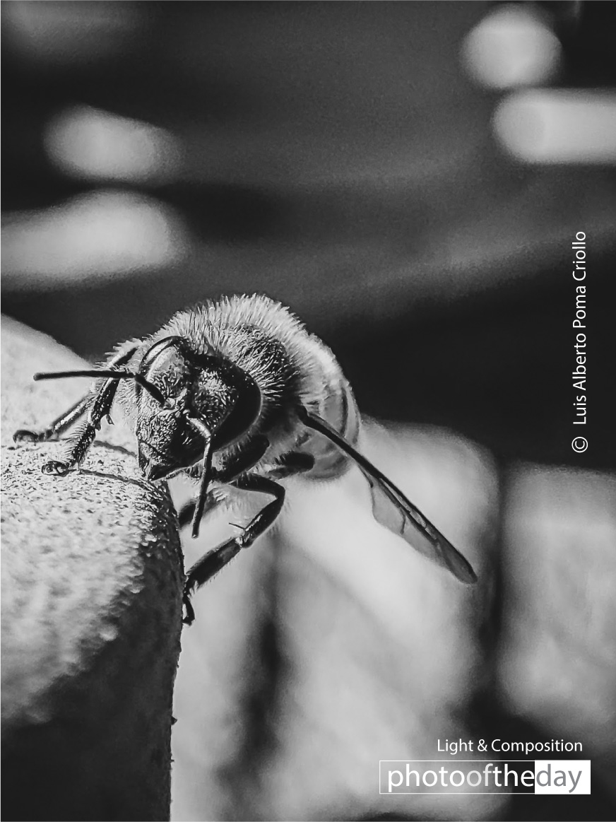 Always alert by Luis Alberto Poma Criollo - Photojournalism, Photography Awards, Art Photography, Black and White Photography, Luis Alberto Poma Criollo