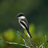 Bar-winged Flycatcher Shrike in the Sundarbans by Saniar Rahman Rahul - Wildlife Photography, Bird Photography, Photojournalism,  Photo of the Day, Light & Composition University