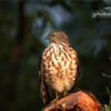 Besra's Timeless Perch by Saniar Rahman Rahul - Wildlife Photography, Photo of the Day, Nature Photography, Bird Photography, Besra