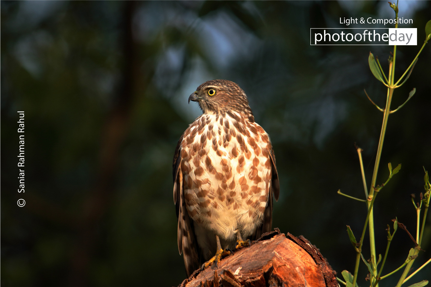 Besra's Timeless Perch by Saniar Rahman Rahul - Wildlife Photography, Photo of the Day, Nature Photography, Bird Photography, Besra