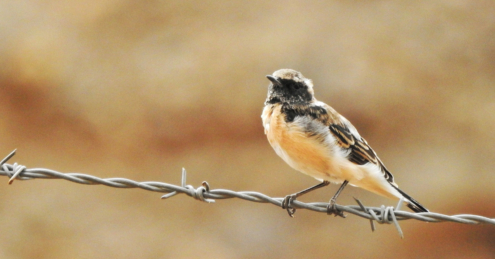 Black-eared wheatear by Sarvenaz Saadat - Wildlife Photography, Nature Photography, Black-eared Wheatear, Photo of the Day, Photography Awards