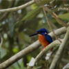 Blue-eared Kingfisher's Reverie by Saniar Rahman Rahul - Wildlife Photography, Nature Photography, Photo of the Day, Photography Awards, Light & Composition University