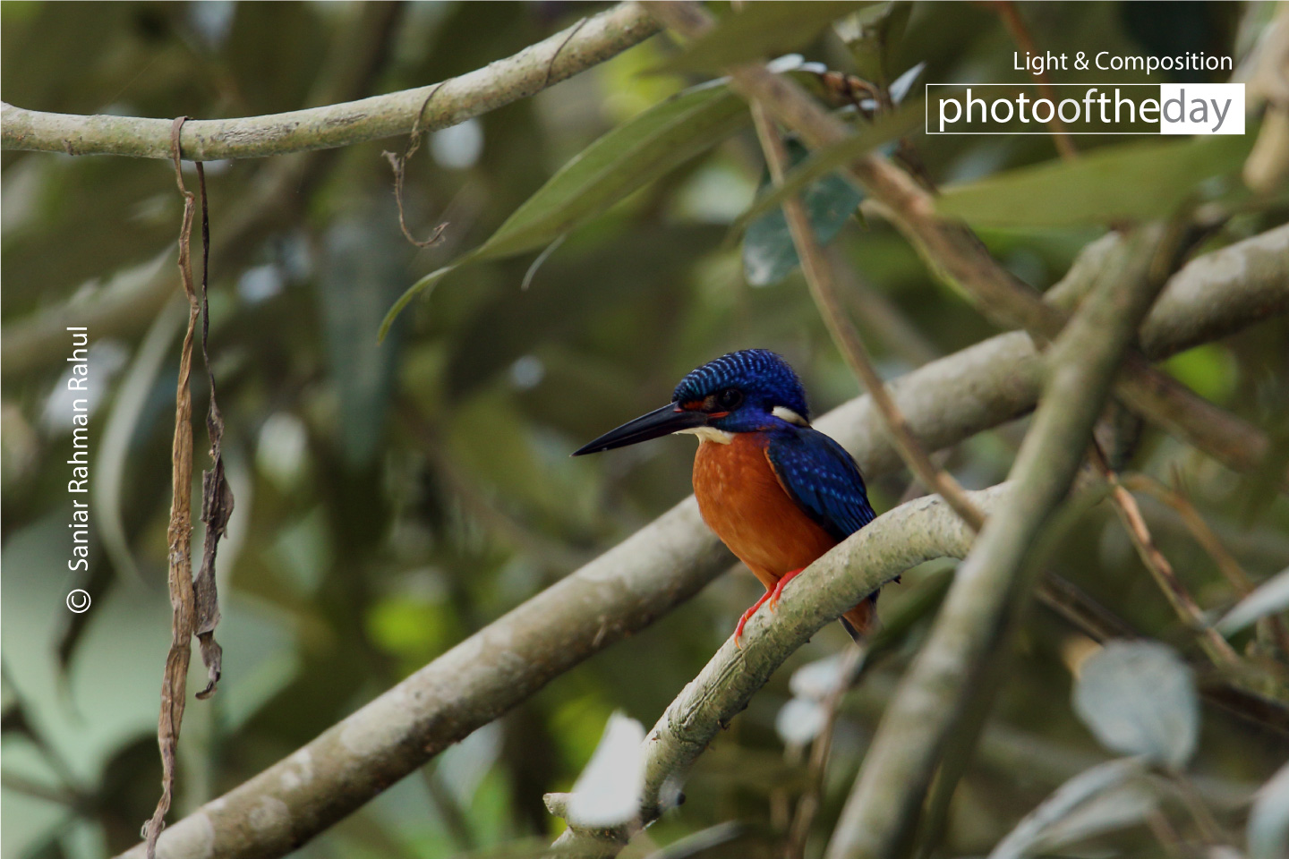 Wildlife Photography, Nature Photography, Photo of the Day, Photography Awards, Light & Composition University - Blue-eared Kingfisher's Reverie by Saniar Rahman Rahul Blue-eared Kingfisher's Reverie by Saniar Rahman Rahul - Wildlife Photography, Nature Photography, Photo of the Day, Photography Awards, Light & Composition University