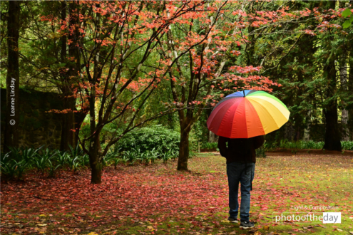 Breenhold Gardens: Capturing the Colors of Autumn by Leanne Lindsay - Autumn Photography, Photo of the Day, Photography Awards, Art Photography, Light & Composition University
