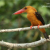 Brown-winged Kingfisher in the Sundarbans by Saniar Rahman Rahul - Brown-winged Kingfisher, Wildlife Photography, Nature Photography, Photo of the Day, Light & Composition University