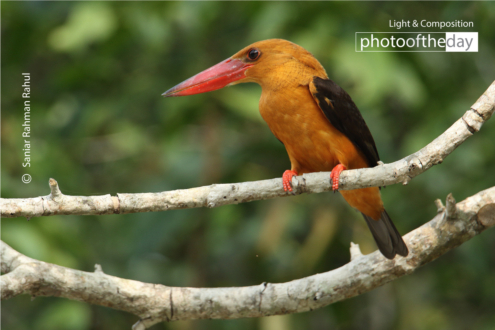 Brown-winged Kingfisher in the Sundarbans by Saniar Rahman Rahul - Brown-winged Kingfisher, Wildlife Photography, Nature Photography, Photo of the Day, Light & Composition University