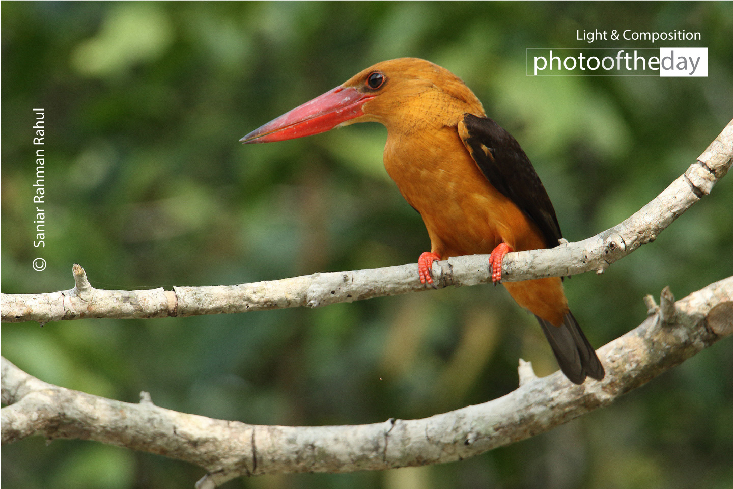 Brown-winged Kingfisher in the Sundarbans by Saniar Rahman Rahul - Brown-winged Kingfisher, Wildlife Photography, Nature Photography, Photo of the Day, Light & Composition University