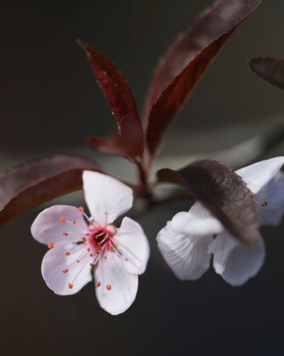 Cherry Blossoms in Brown by Leanne Lindsay - Macro Photography, Art Photography, Nature Photography, Photo of the Day, Light & Composition University