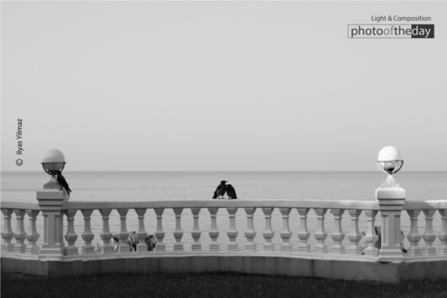 Crows Again by Ilyas Yilmaz - Art Photography, Photo of the Day, Photography Awards, Online Photography Courses, Ilyas Yilmaz