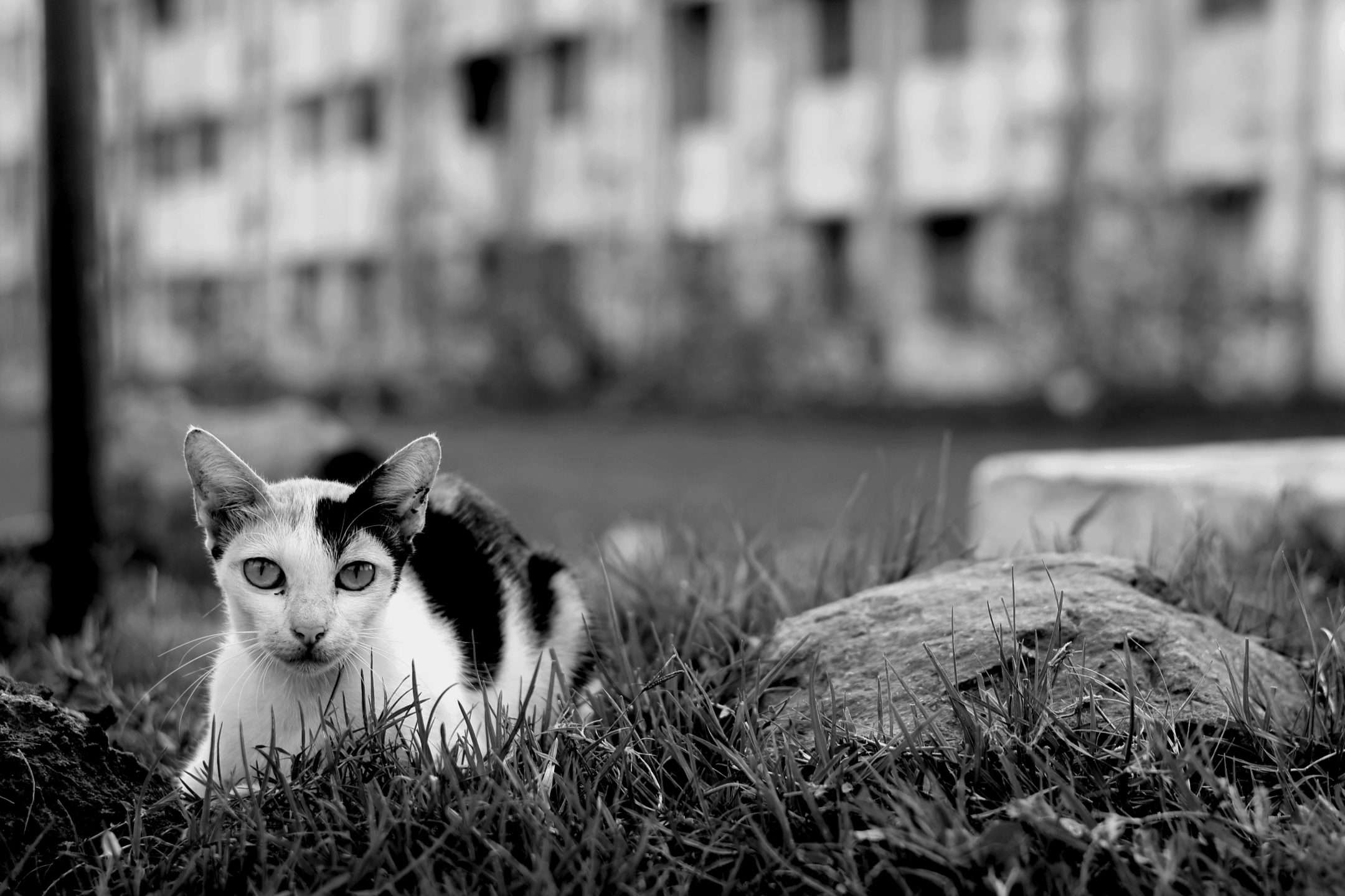 Cute But not Always by Karthick Saravanan - Street Photography, Photojournalism, Art Photography, Photo of the Day, Light & Composition University