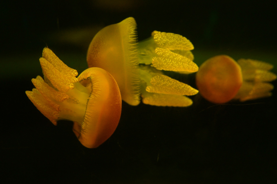 Dance of the Jellyfish by Leanne Lindsay - Underwater Photography, Art Photography, Photojournalism, Photography Education, Photo of the Day
