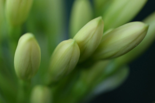Day Lily by Leanne Lindsay - Art Photography, Photo of the Day, Close-up Photography, Photography Awards, Online Photography Courses
