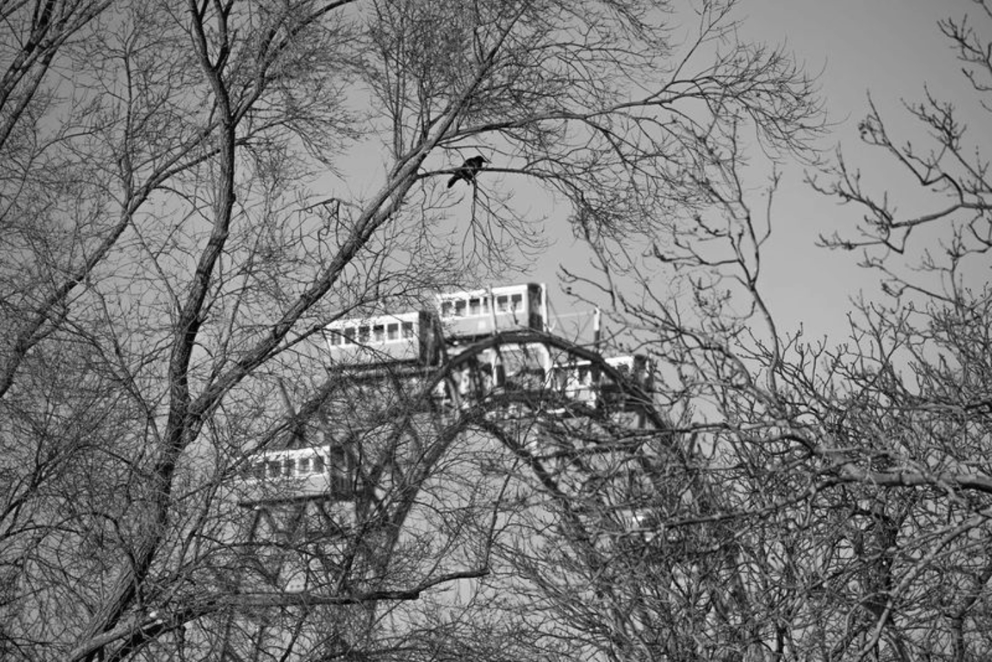 The Wise Crow by Armin Abdehou - Art Photography, Photo of the Day, Black and White Photography, Armin Abdehou, Photography Awards