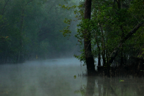 Early Morning Serenity by Saniar Rahman Rahul - Nature Photography, Photo of the Day, Photography Awards,  Art Photography,  Wildlife Photography