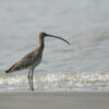 Eurasian Curlew in the Sundarbans by Saniar Rahman Rahul - Eurasian Curlew, Wildlife Photography, Photo of the Day, Sundarbans, Photography Awards