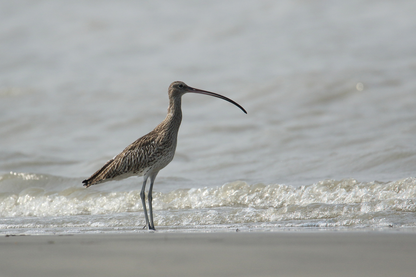 Eurasian Curlew in the Sundarbans by Saniar Rahman Rahul - Eurasian Curlew, Wildlife Photography, Photo of the Day, Sundarbans, Photography Awards