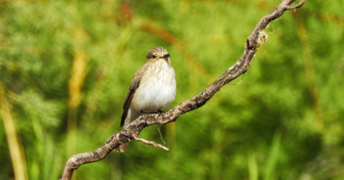 Flycatcher by Sarvenaz Saadat - Flycatcher, Wildlife Photography, Nature Photography, Photo of the Day, Photography Awards