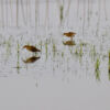 Four Wading Birds by Shahnaz Parvin - Nature Photography, Wildlife Photography, Photojournalism, Photography Awards, Photo of the Day