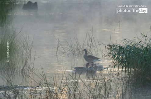 Geese in the Morning Dust by Pesch Andreas - Wildlife Photography, Photo of the Day, Photography Awards, Art Photography, Online Photography Courses