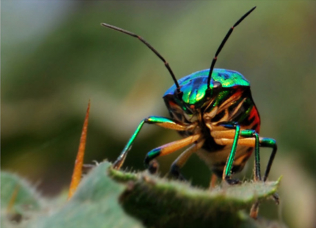 Green Jewel Bug by Shahnaz Parvin - Green Jewel Bug, Art Photography, Macro Photography, Insect Photography, Photo of the Day