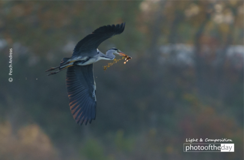 Grey Heron by Pesch Andreas - Wildlife Photography, Photo of the Day, Grey Heron, Photography Awards, Online Photography Courses