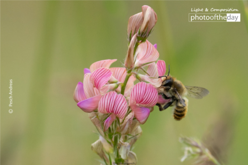 A Leafcutter Bee on Sainfoin by Pesch Andreas - Nature Photography, Close-up Photography, Macro Photography, Wildlife Photography, Photo of the Day