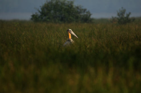 Lesser Adjutant in the Sundarbans by Saniar Rahman Rahul - Wildlife Photography, Nature Photography, Photojournalism, Photography Awards, Light & Composition University
