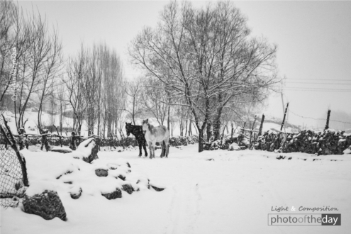 Life in Qriz by Fidan Nazim Qizi - Photojournalism, Documentary Photography, Azerbaijan, Photography Awards, Photo of the Day