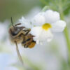 Little Bee by Leanne Lindsay - Macro Photography, Art Photography, Photo of the Day, Bee Photography, Nature Photography