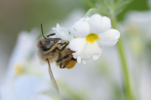 Little Bee by Leanne Lindsay - Macro Photography, Art Photography, Photo of the Day, Bee Photography, Nature Photography