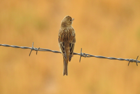 Little Bird by Sarvenaz Saadat - Wildlife Photography, Photo of the Day, Bird Photography, Nature Photography, Sarvenaz Saadat