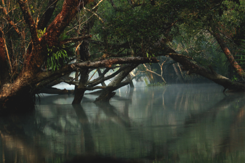 Majestic Heritiera Fomes by Saniar Rahman Rahul - Photo of the Day, Art Photography, Nature Photography, Photography Awards, Light & Composition University