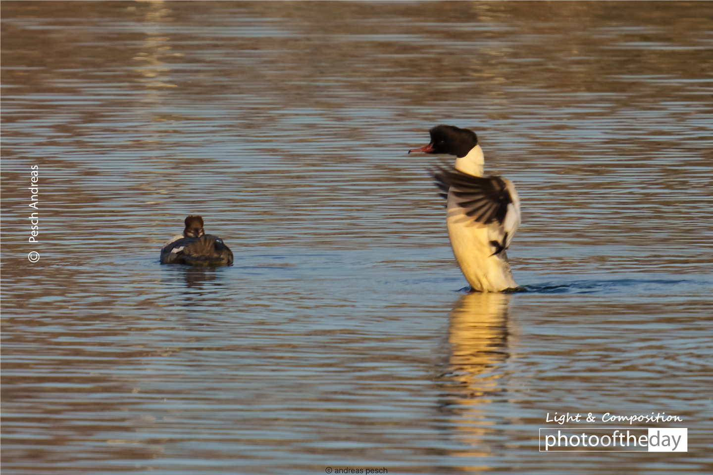 Mergansers Are Back on Lake by Pesch Andreas - Wildlife Photography, Photojournalism, Photography Awards, Photo of the Day, Online Photography Courses