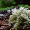 Native Lichen by Leanne Lindsay - Nature Photography, Photography, Photo of the Day, Lichen Photography, Light & Composition University