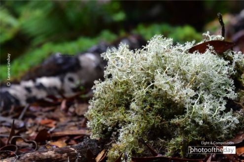 Native Lichen by Leanne Lindsay - Nature Photography, Photography, Photo of the Day, Lichen Photography, Light & Composition University