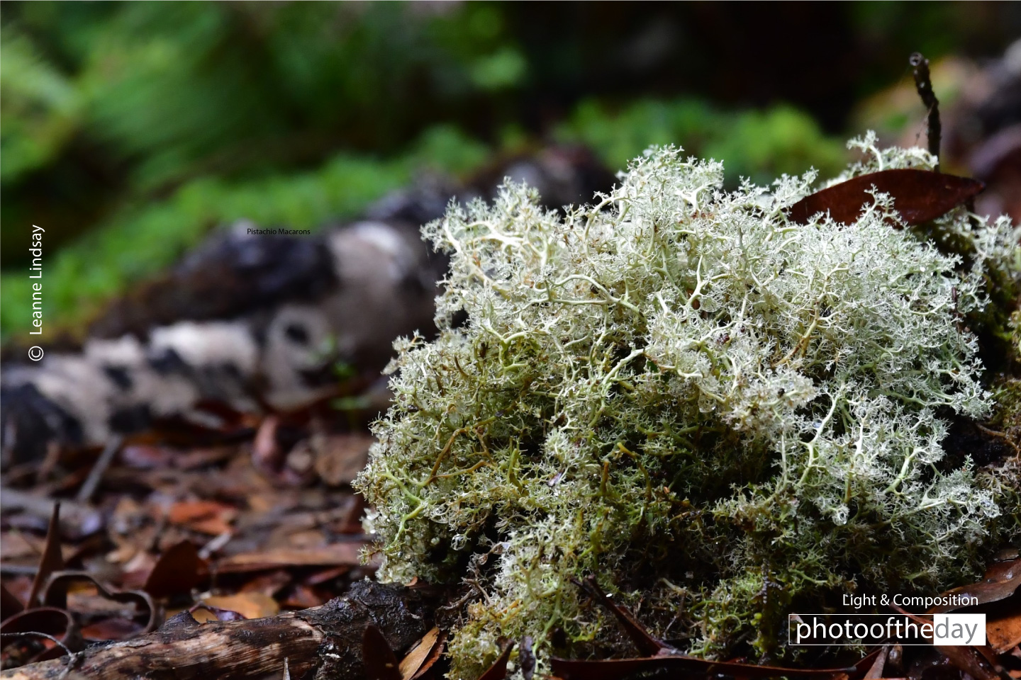 Native Lichen by Leanne Lindsay - Nature Photography, Photography, Photo of the Day, Lichen Photography, Light & Composition University