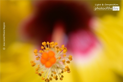 Touching the Edge by Jose Juniel Rivera-Negron - Close-up Photography, Photo of the Day, Photography Awards, Art Photography, Photography Education