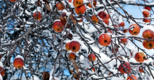 Bad Apples by James L Brown - Nature Photography, Photo of the Day, Photography Awards,  Art Photography, Online Photography Courses