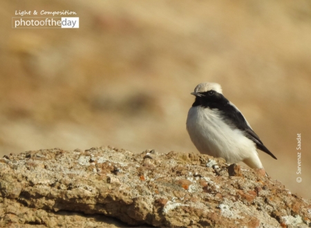 The Little Bird by Sarvenaz Saadat - Wildlife Photography, Photo of the Day, Photography Awards, Nature Photography, Art Photography