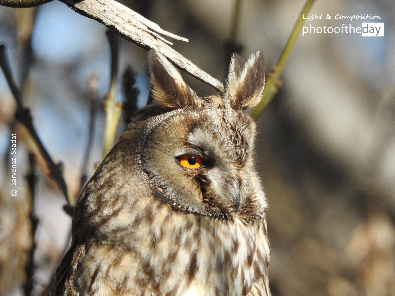 A Monster with Orange Eyes by Sarvenaz Saadat - Wildlife Photography, Photography Awards, Photojournalism, Art Photography, Online Photography Courses