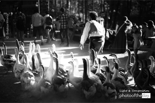 The Driver of Geese by Evdokiya Witwicki - Street Photography, Award Winning Photography, Photojournalism, Photography Awards, Evdokiya Witwicki