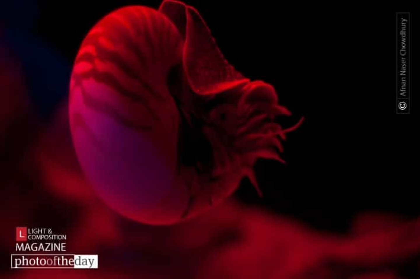 Chambered Nautilus by Afnan Naser Chowdhury - Chambered Nautilus, Art Photography, Photo of the Day, Nature Photography, Underwater Photography