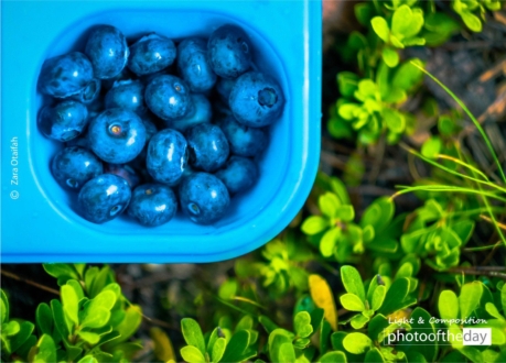 Colorful Breakfast Break by Zara Otaifah - Color Photography, Photo of the Day, Award Winning Photography, Photography Awards, Art Photography